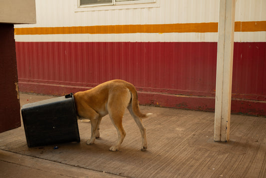 Stray Dogs in Sonora, Mexico